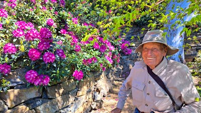 senior gentleman beside rock wall and pink blooms