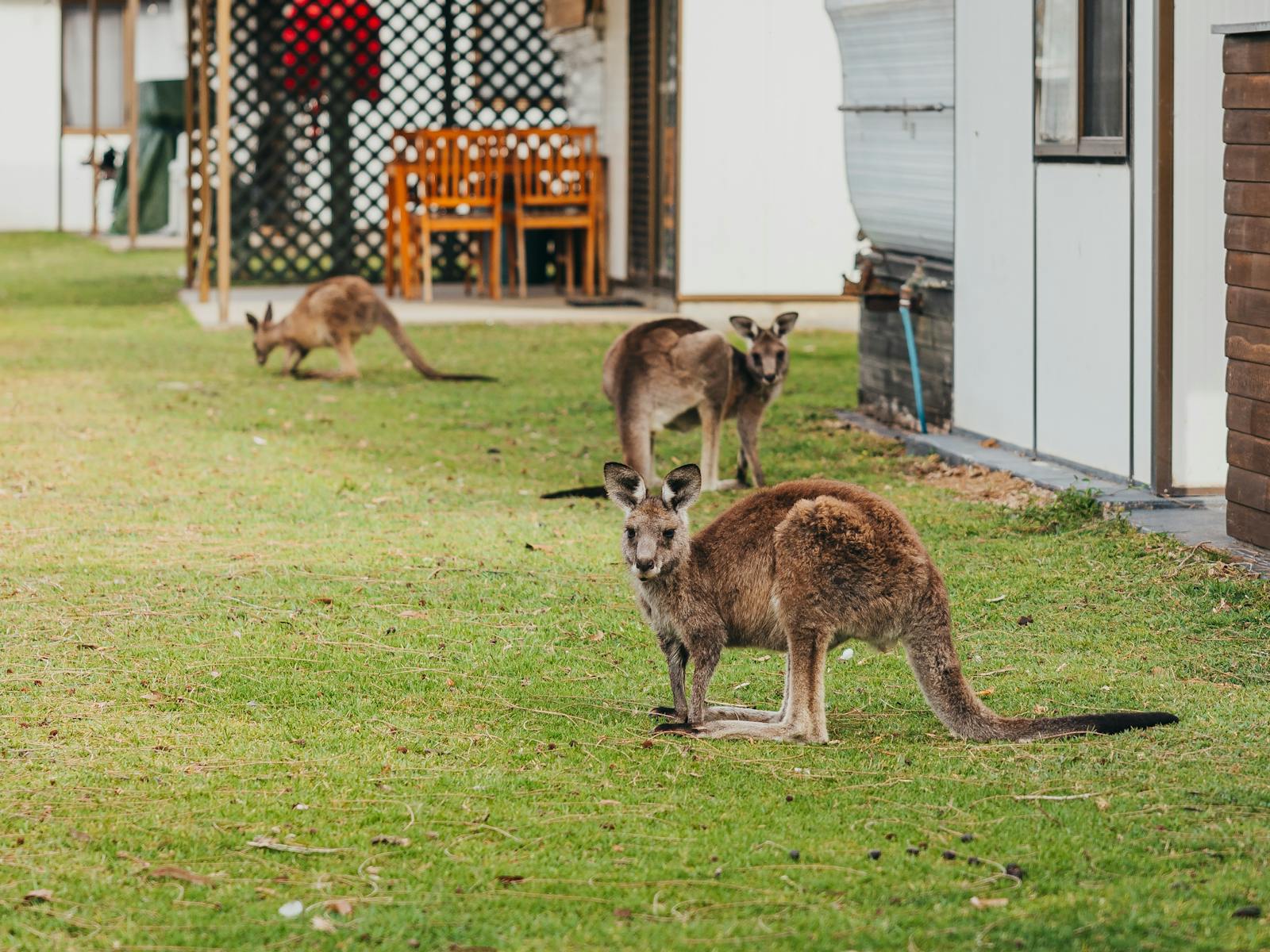 Holiday Haven Lake Conjola Kangaroos