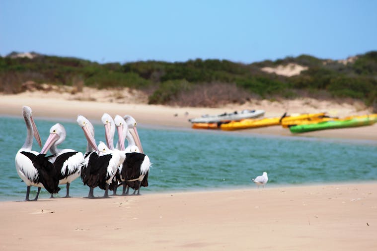 Canoe the Coorong Hindmarsh Island, Tour South Australia