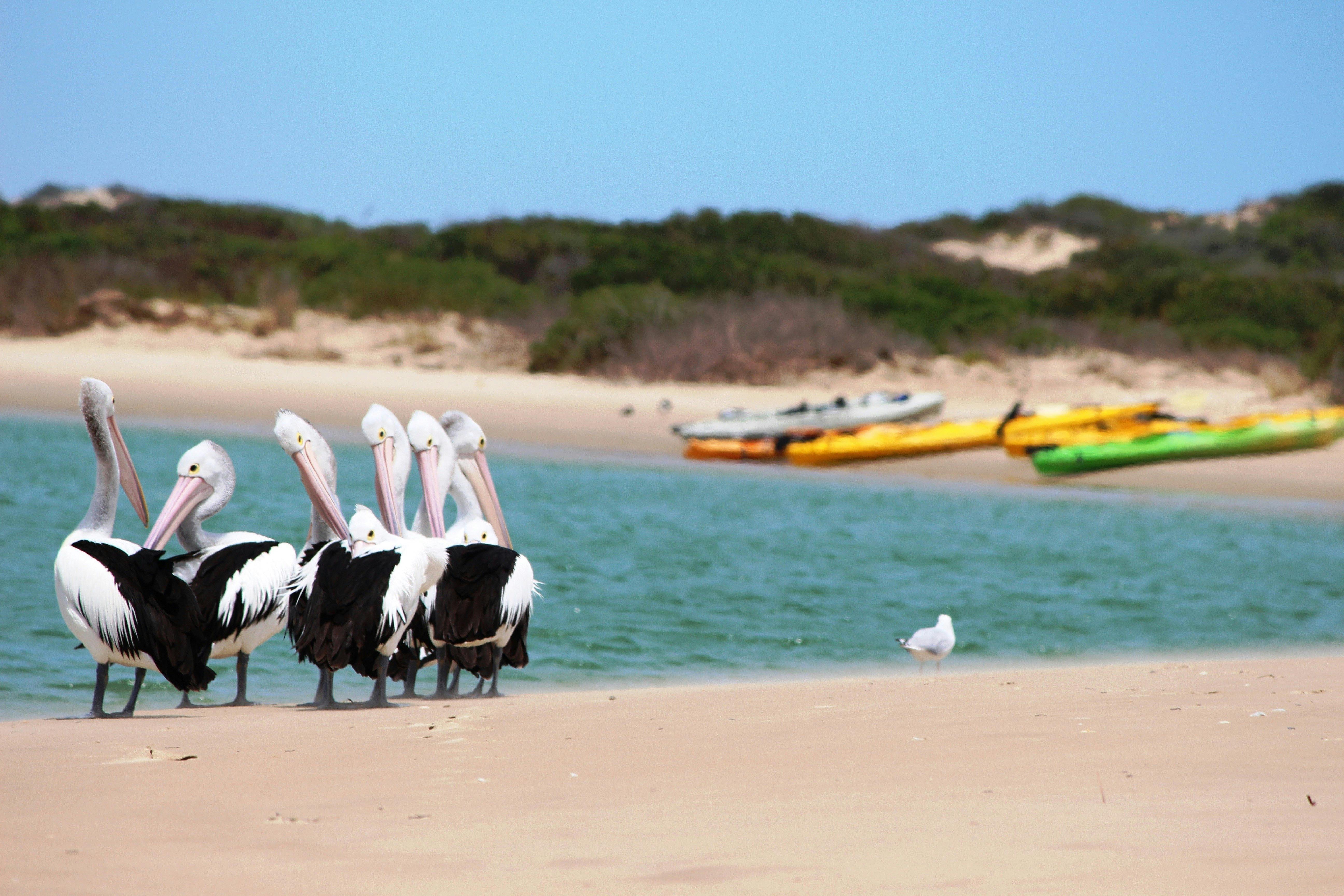 Kayaking is a great thing to do in South Australia