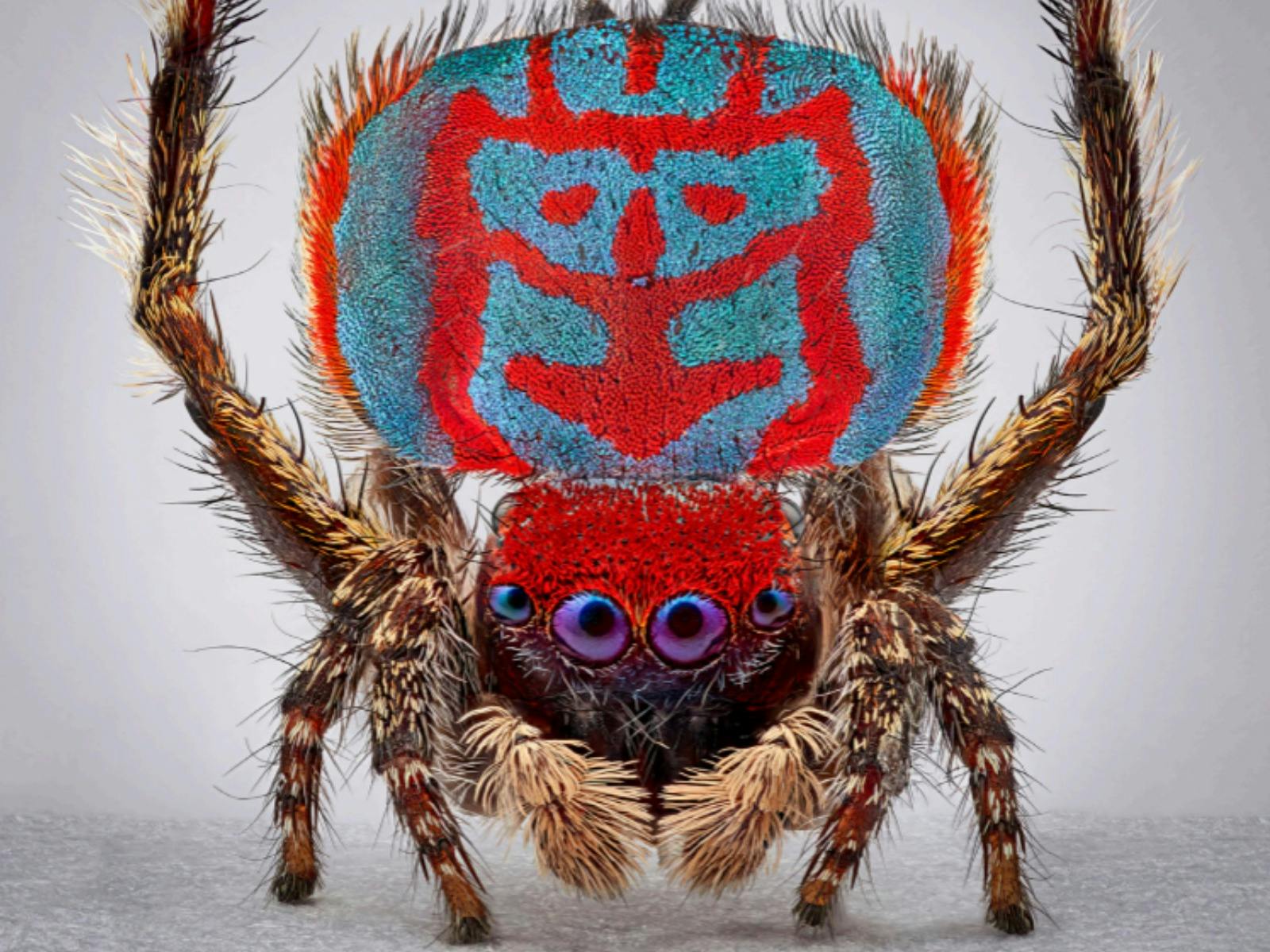 Maria Fernanda Cardoso: Spiders of Paradise. Maratus bubo, 2024 (detail).
