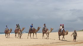 Port Macquarie Camel Safaris