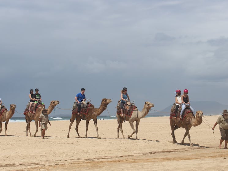 Port Macquarie Camel Safaris