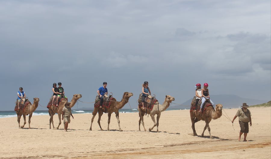 Port Macquarie Camel Safaris Port Macquarie Camel Safaris