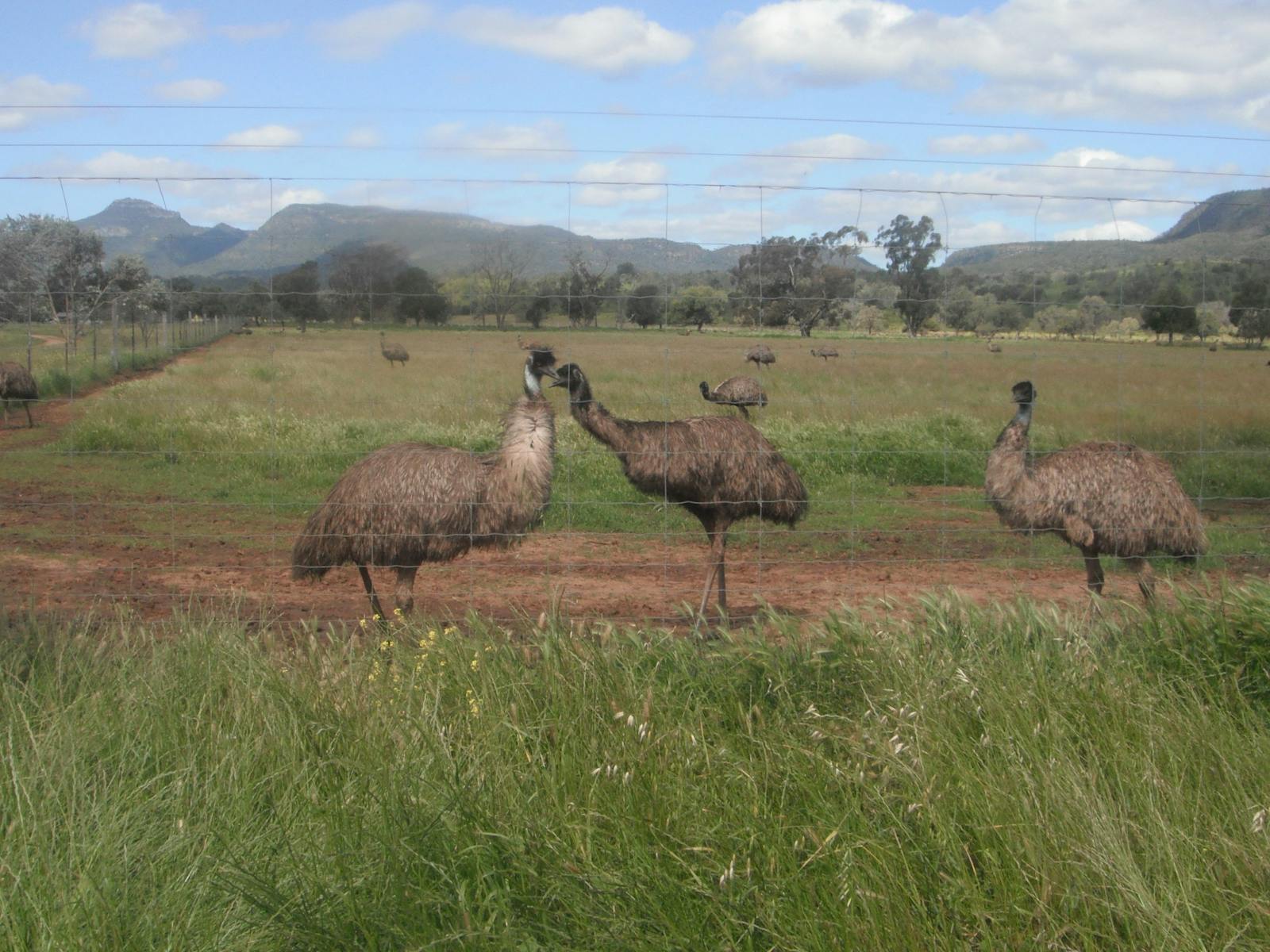 Emu Logik-Emus mit den Warrumbungle Moutianern im Hintergrund.
