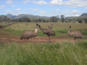 Emu Logic