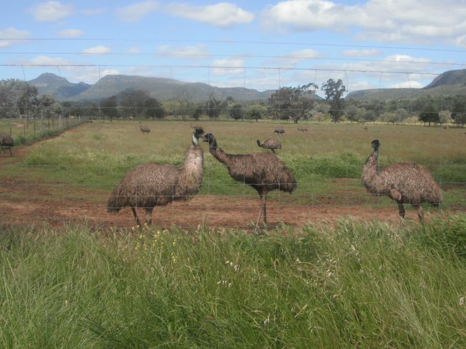 Emus in the front paddocks at Emu Logic