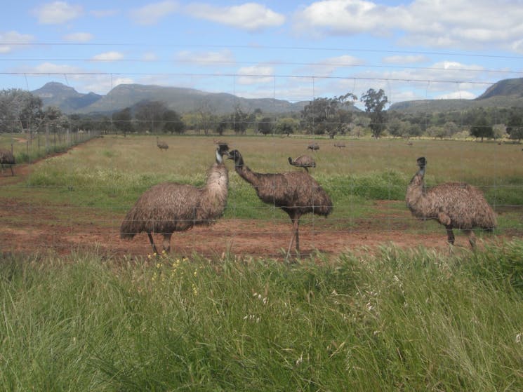 Emu Logic emus with the Warrumbungle Moutians in the back ground.