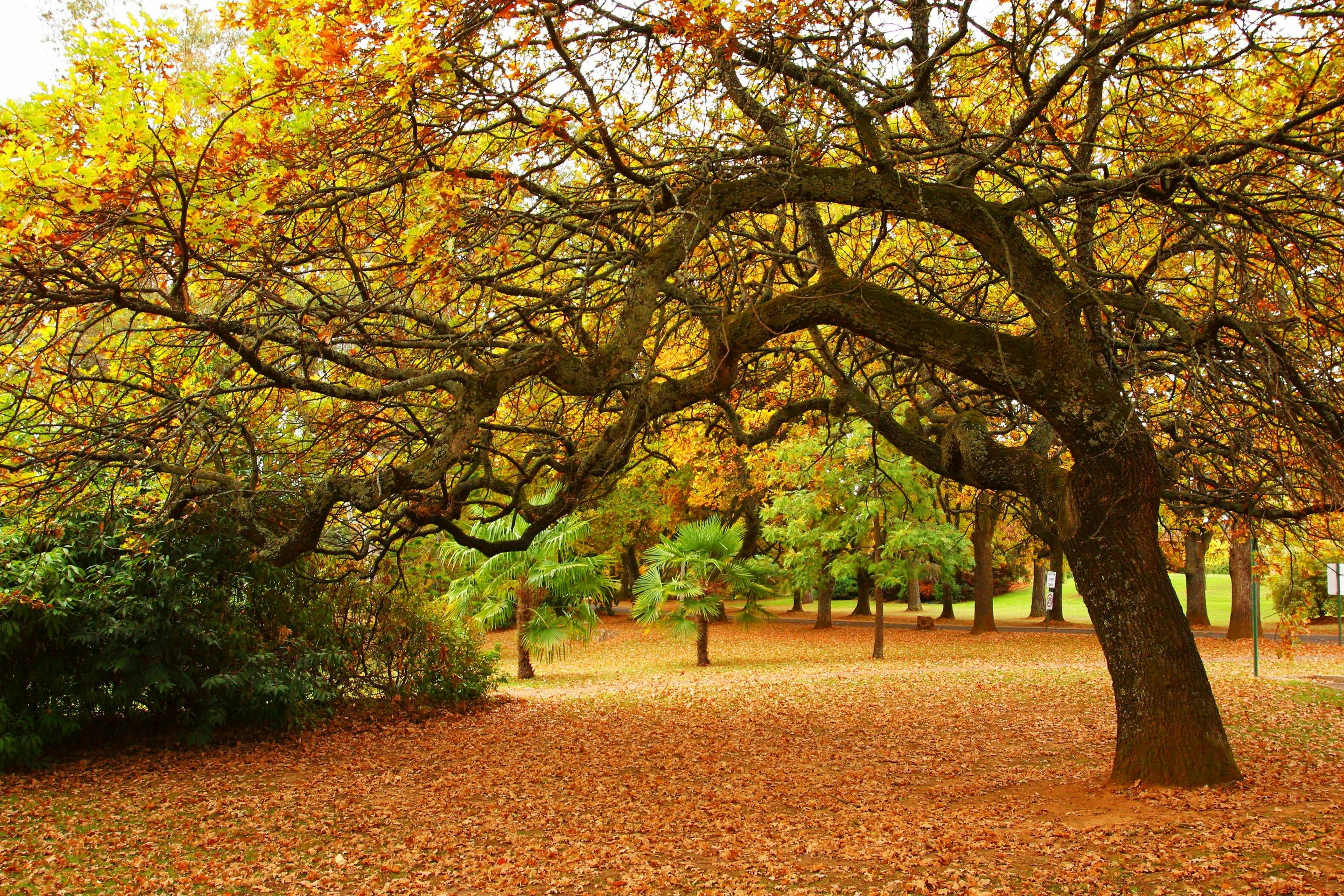 Autumn in Beechworth with trees and leaves