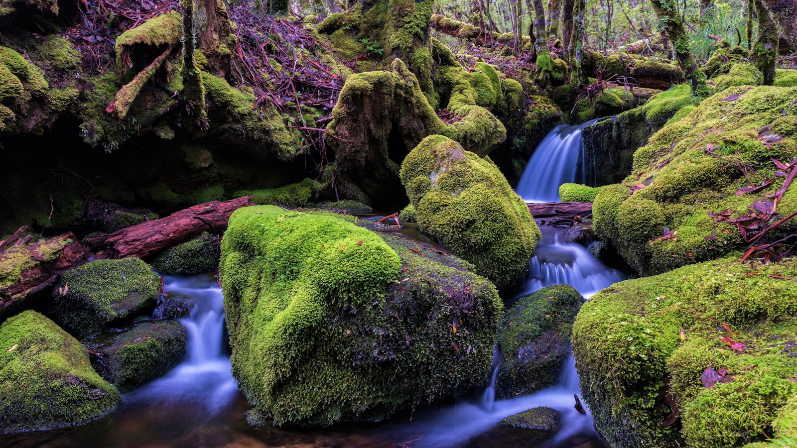 Lake St Clair - rainforest