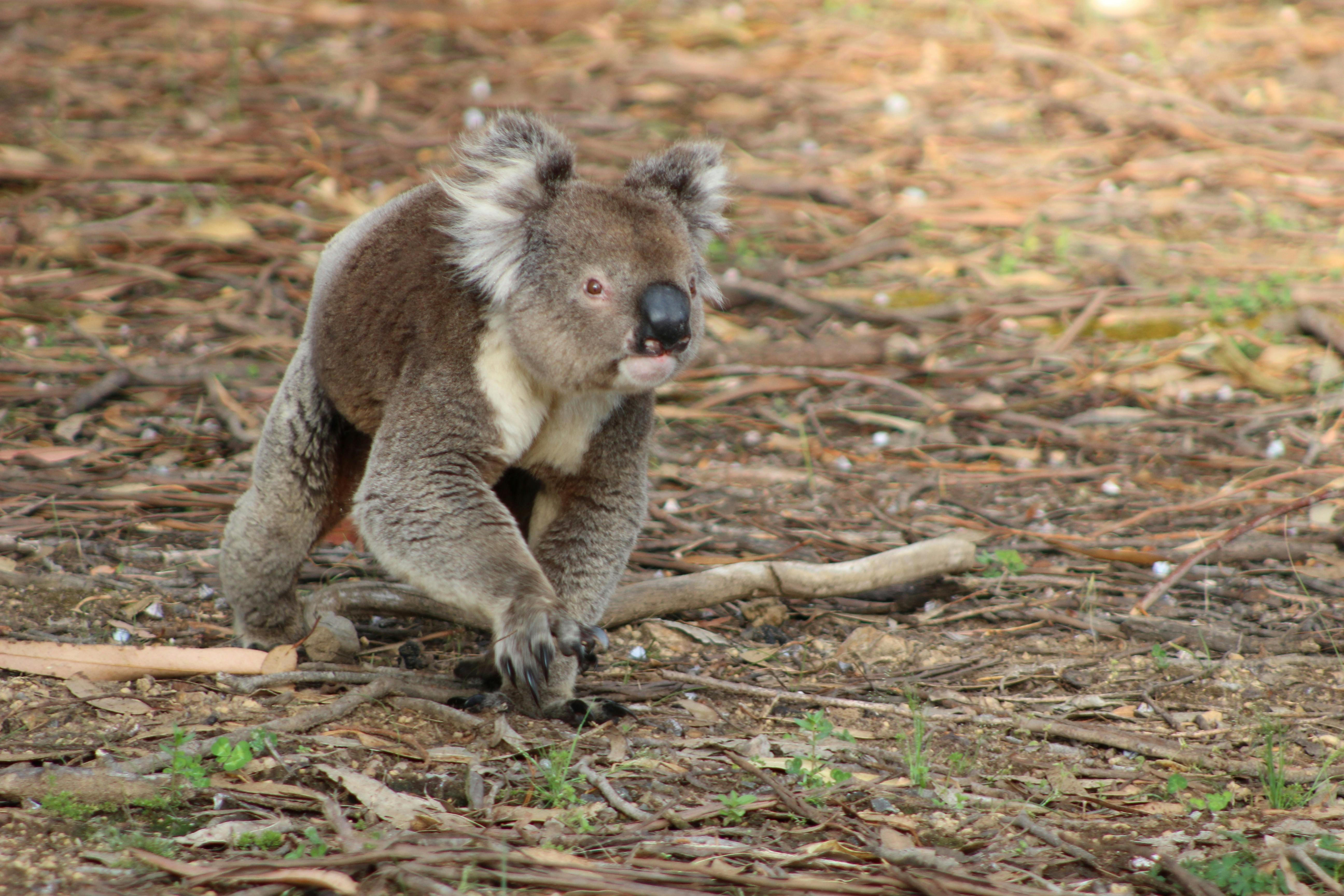 koala on the move