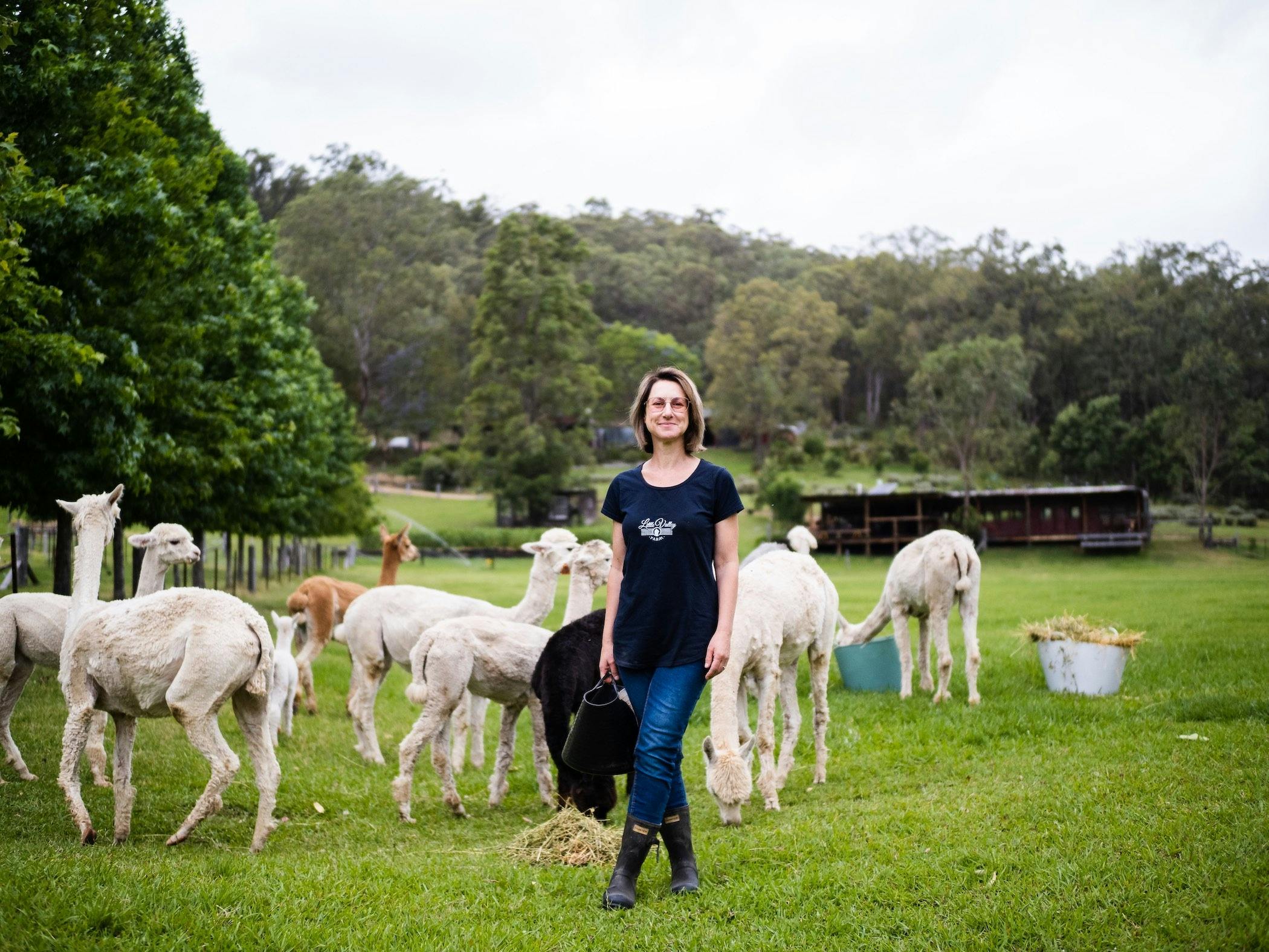 hunter valley alpacas