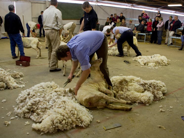 blade shearing competition
