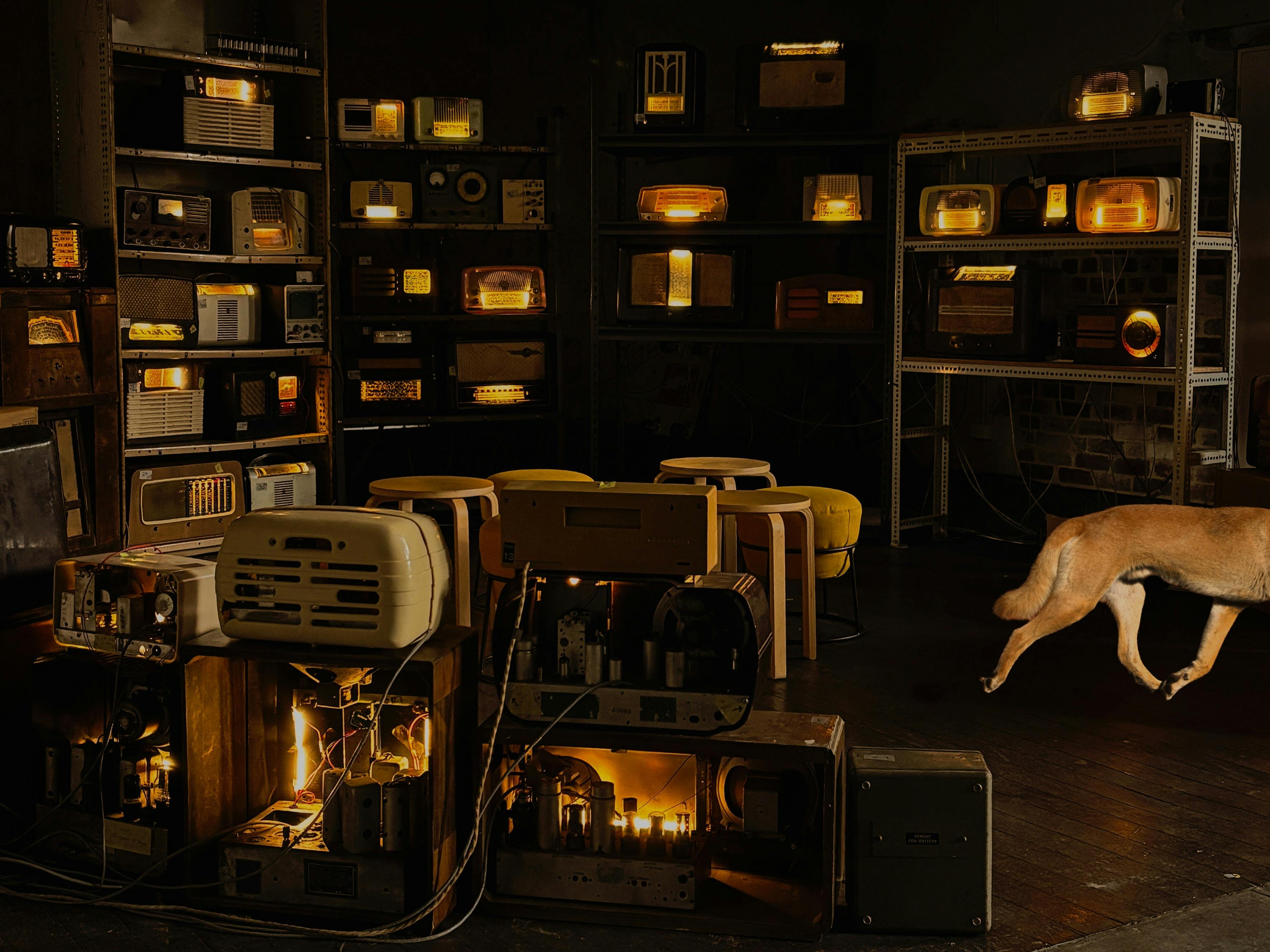 A dingo is surrounded by a ringo of glowing radios