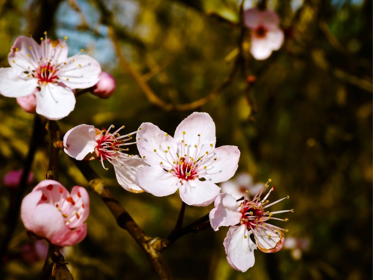 Blossoms with white petals tinged with pink opening in a bushland setting