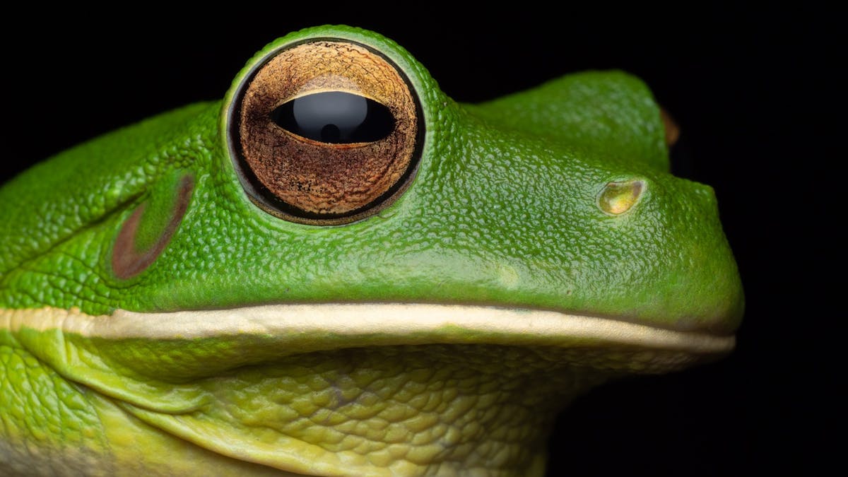 Closeup of a White-lip Tree Frog