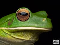 Closeup of a White-lip Tree Frog