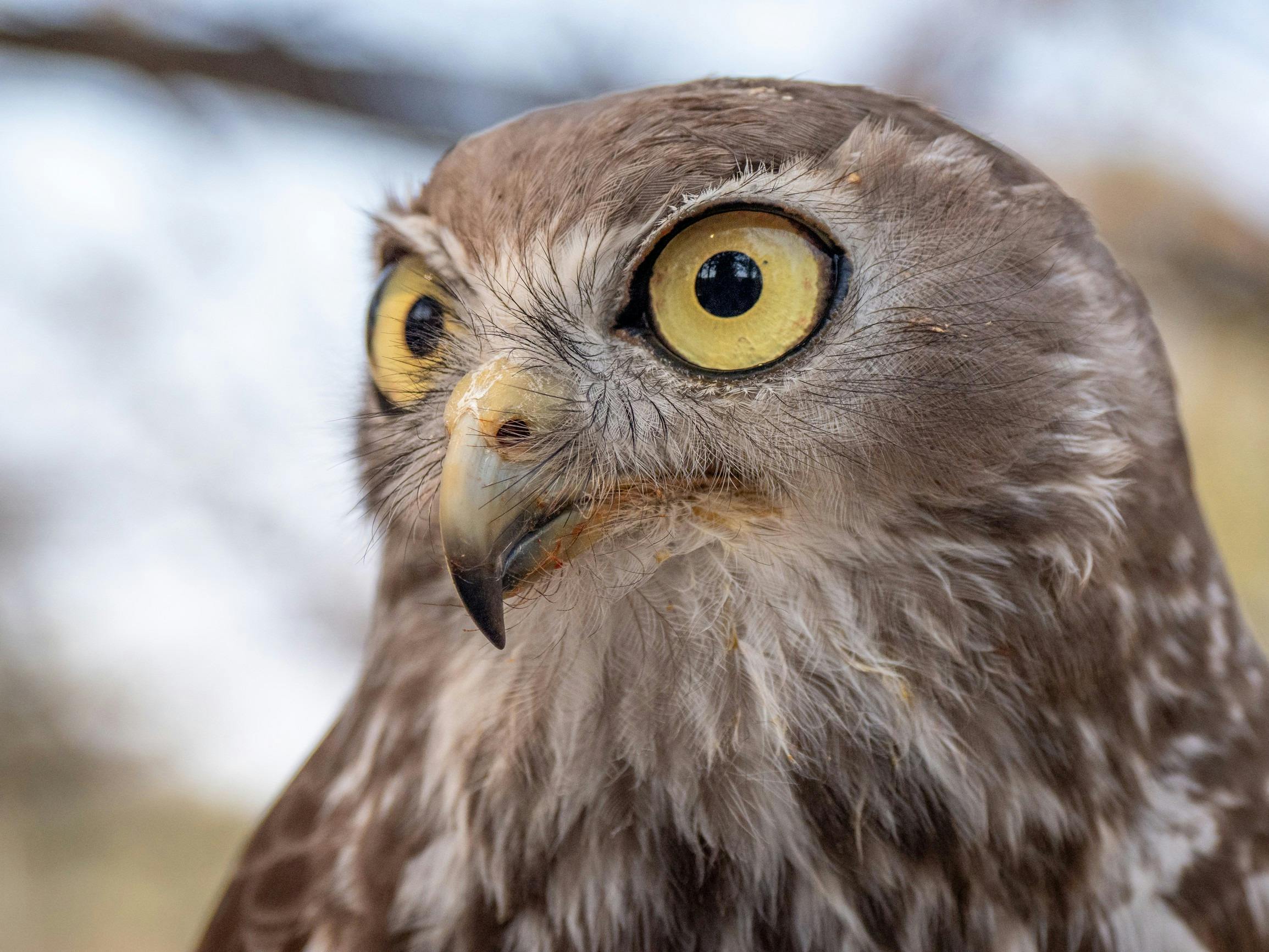 Owl