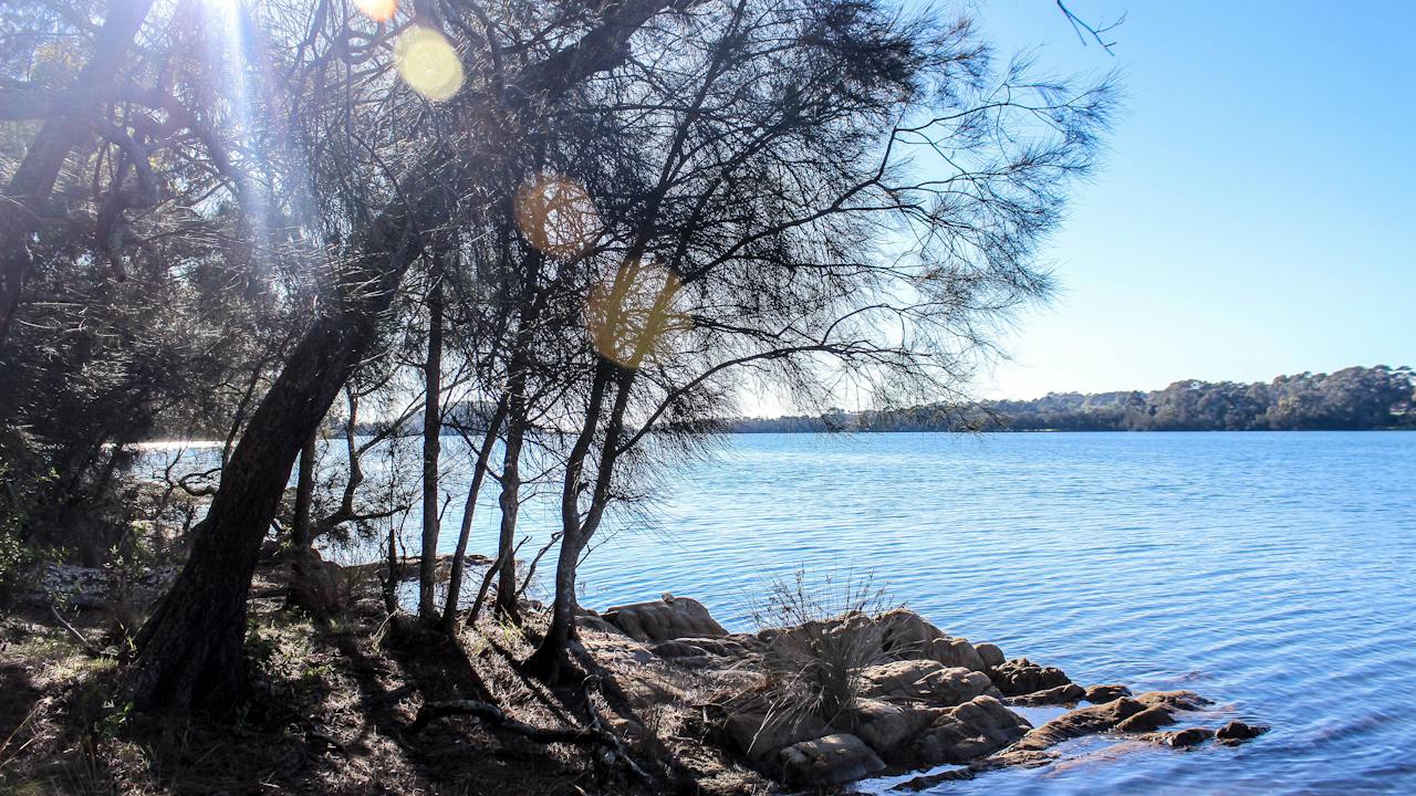 Mummaga Lake Walk starts at Bodalla Forest Rest Area