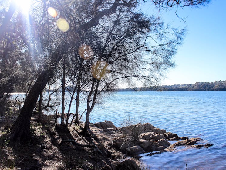 Mummaga Lake Walk starts at Bodalla Forest Rest Area