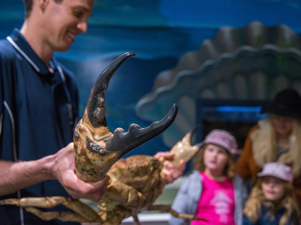 Giant Tasmanian Crab at Seahorse World