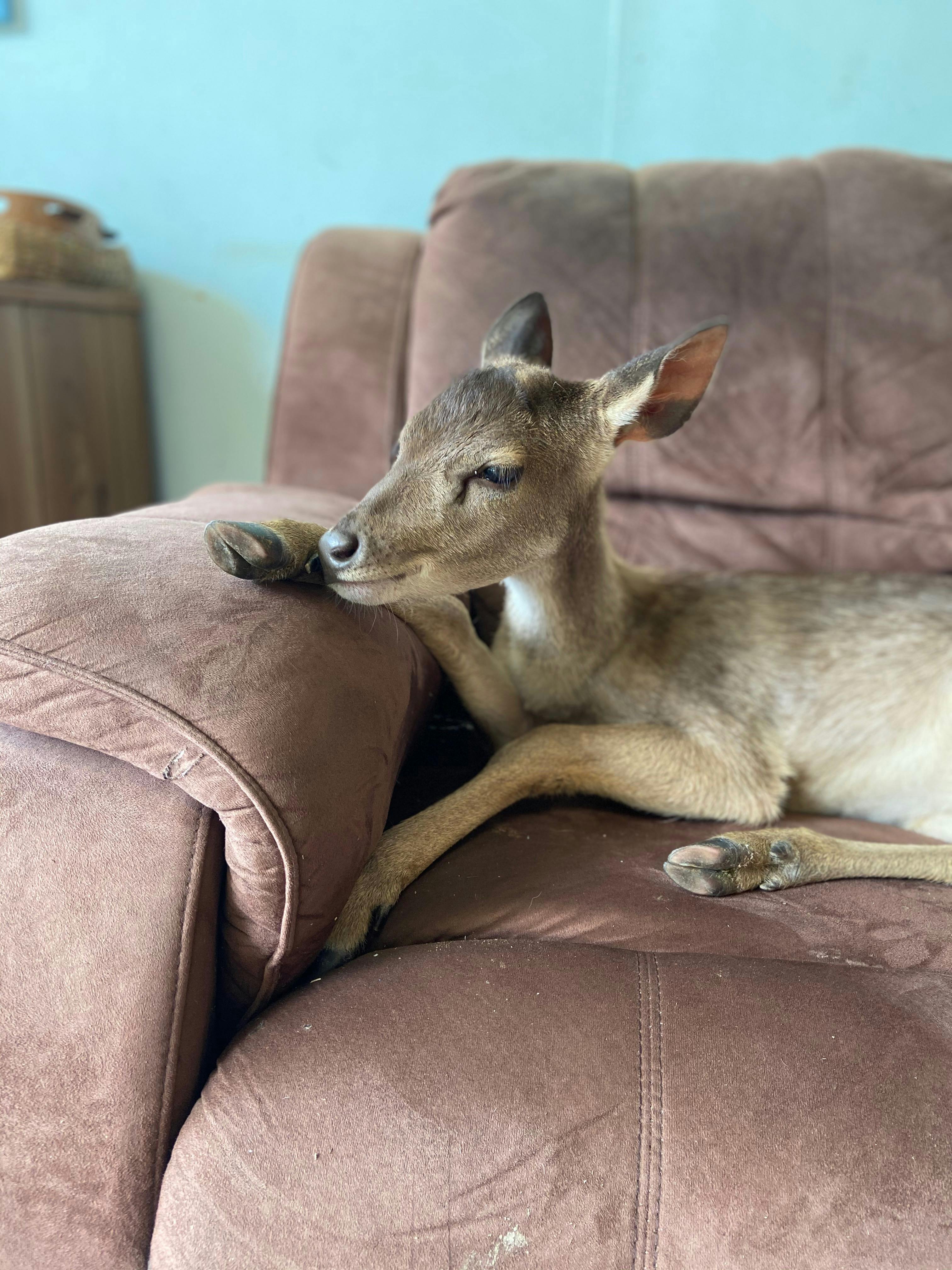 Lyell Deer Sanctuary