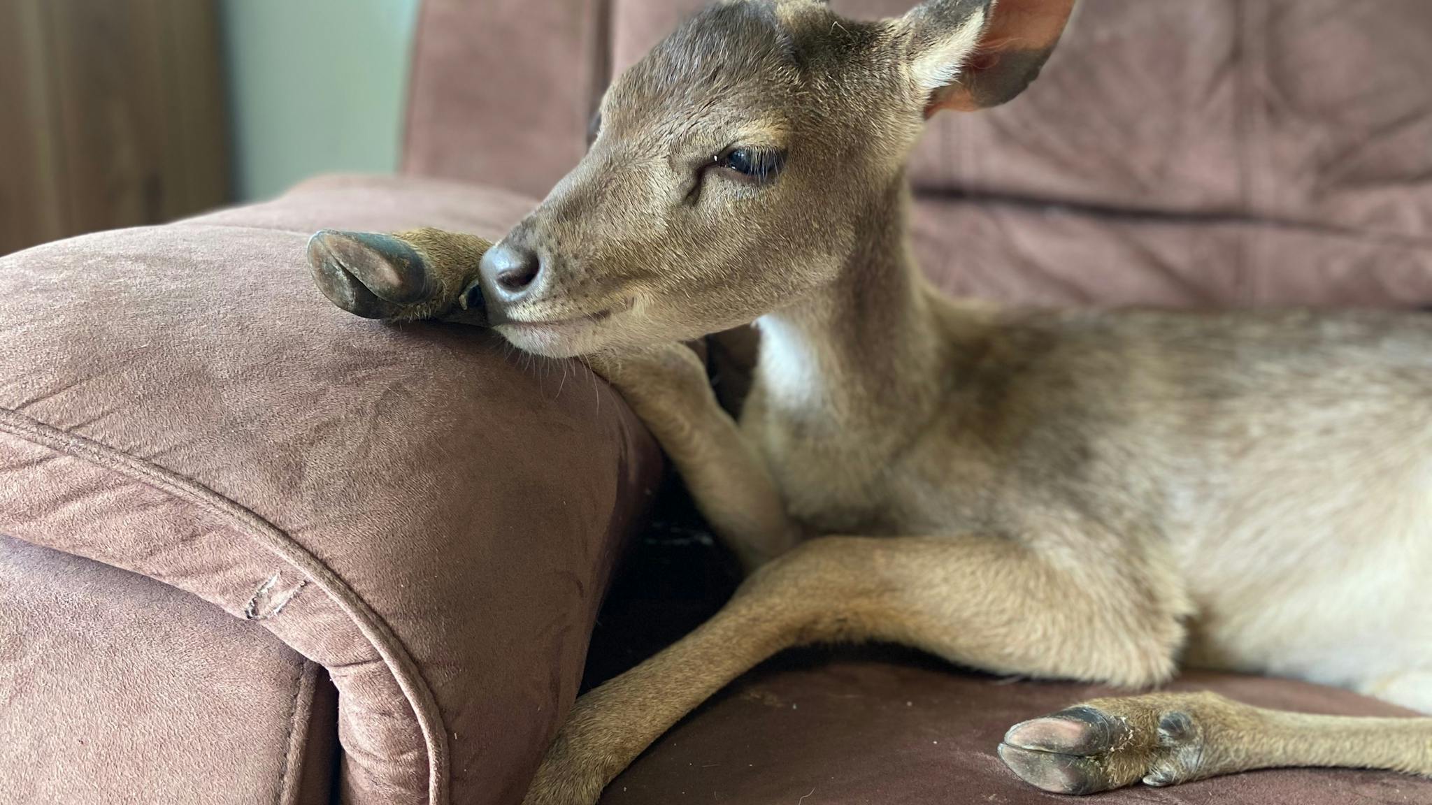 Deer relaxing on lounge chair