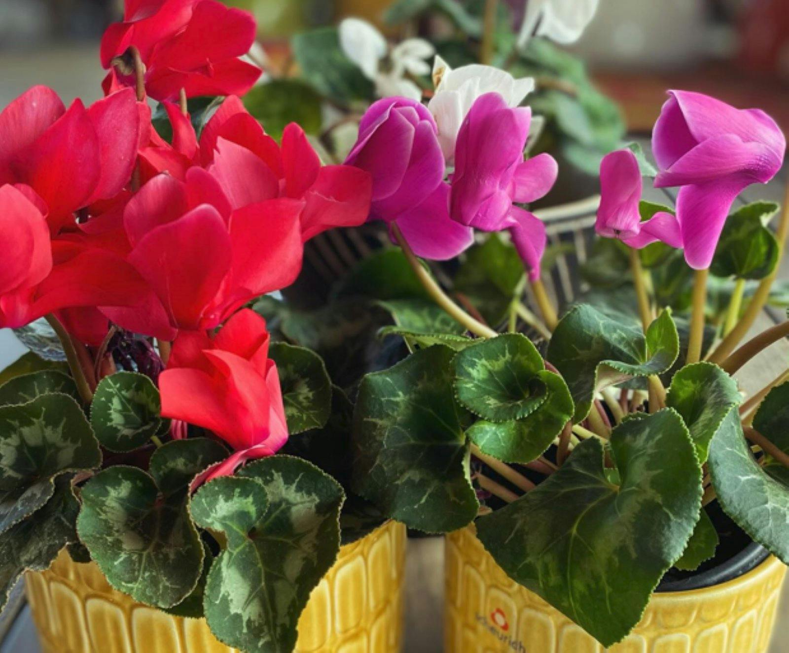 We love colour in our nursery and shop