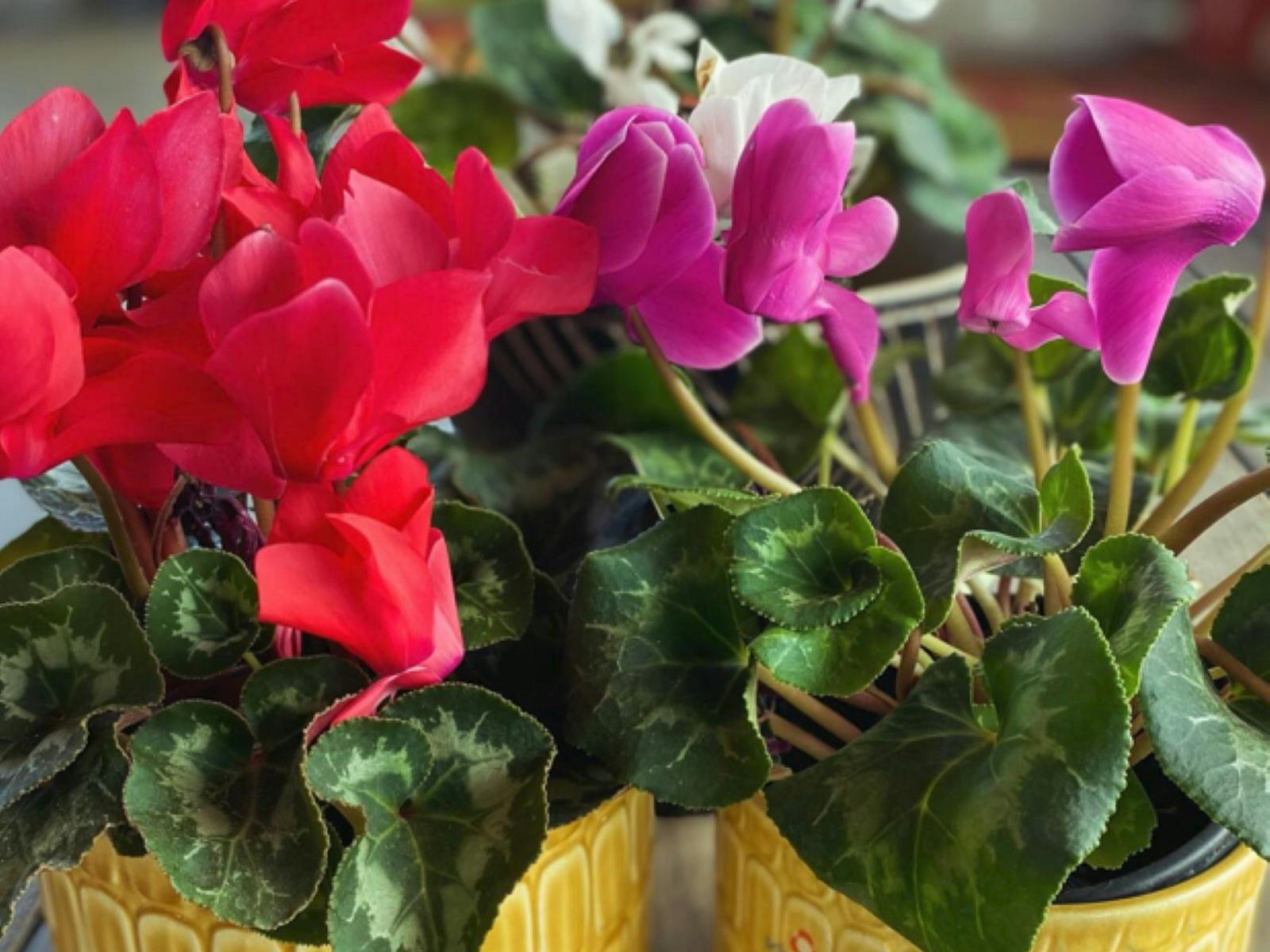 We love colour in our nursery and shop