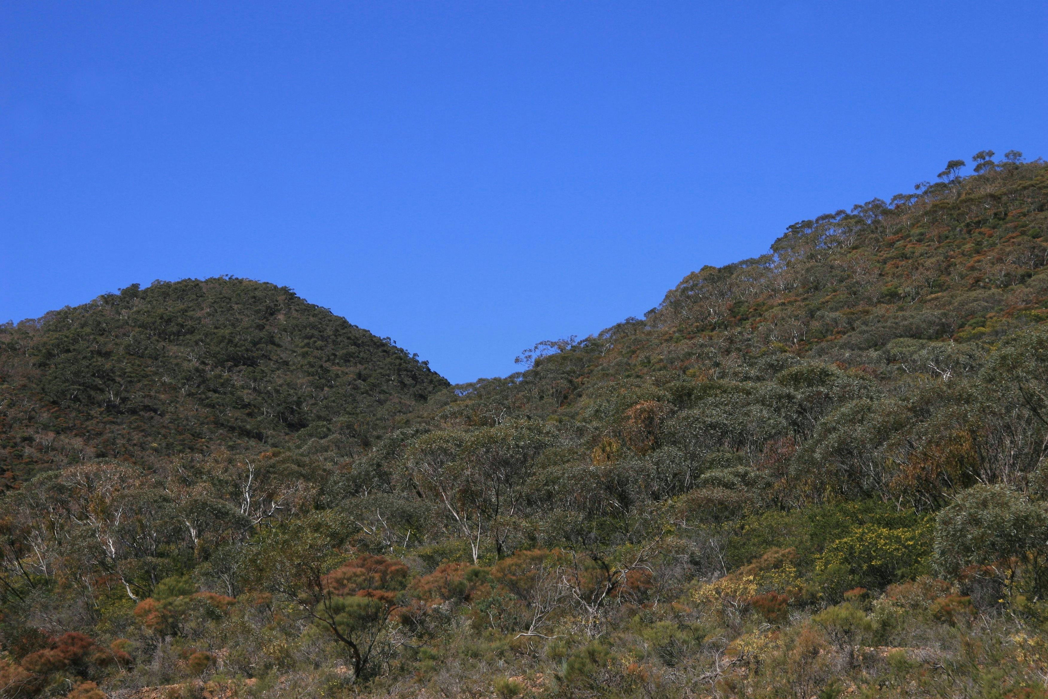 Black Hill Conservation Park