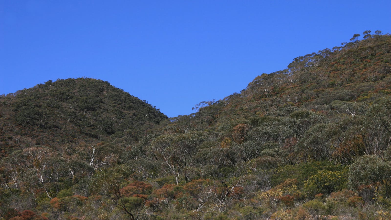 Black Hill Conservation Park