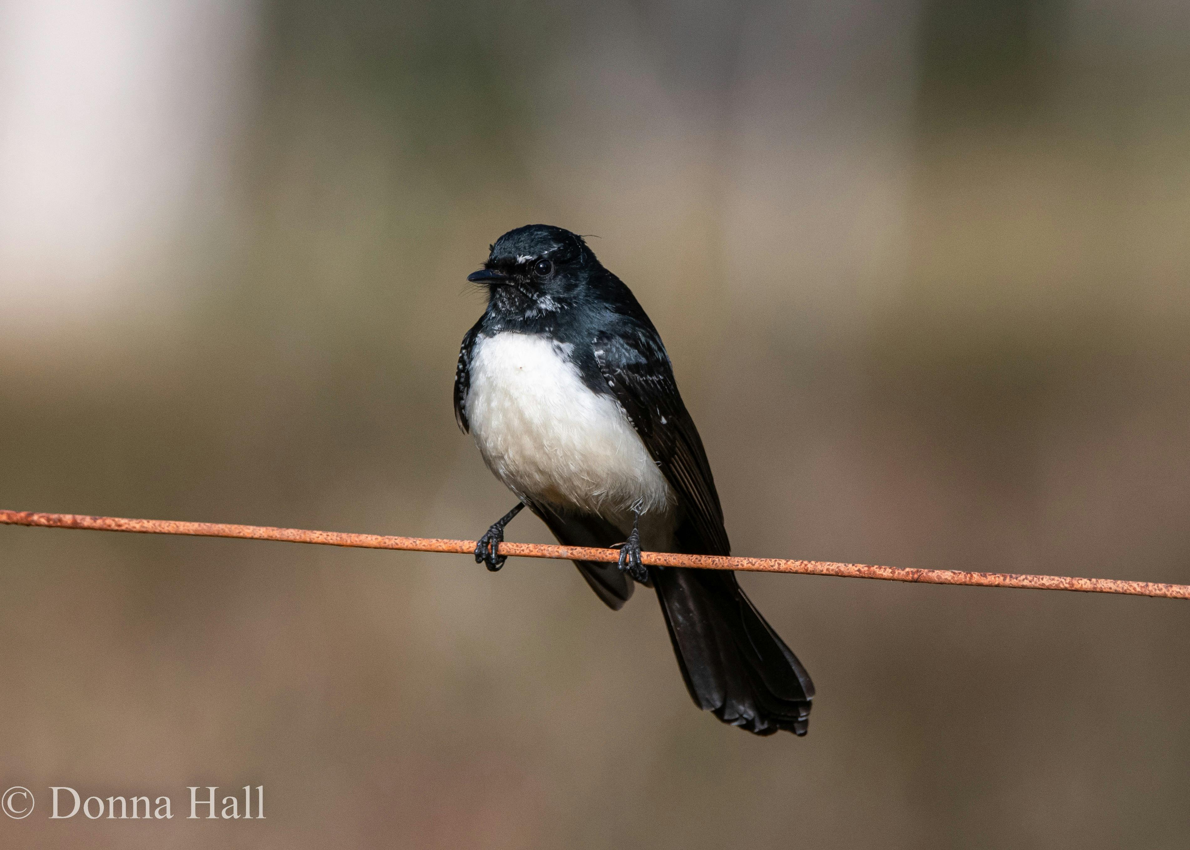 Willy Wagtail at Traveller's Rest 1770