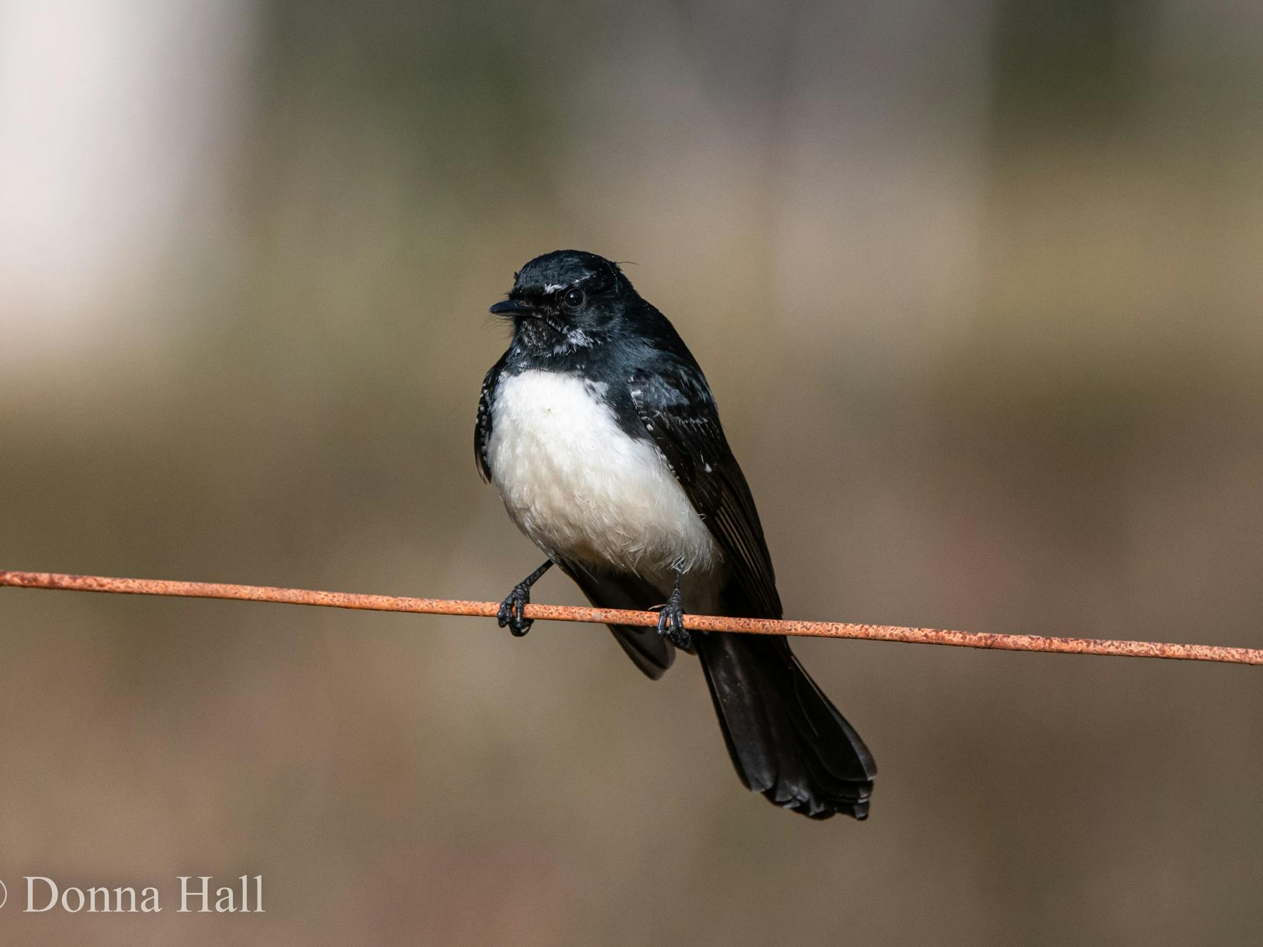 Willy Wagtail at Traveller's Rest 1770