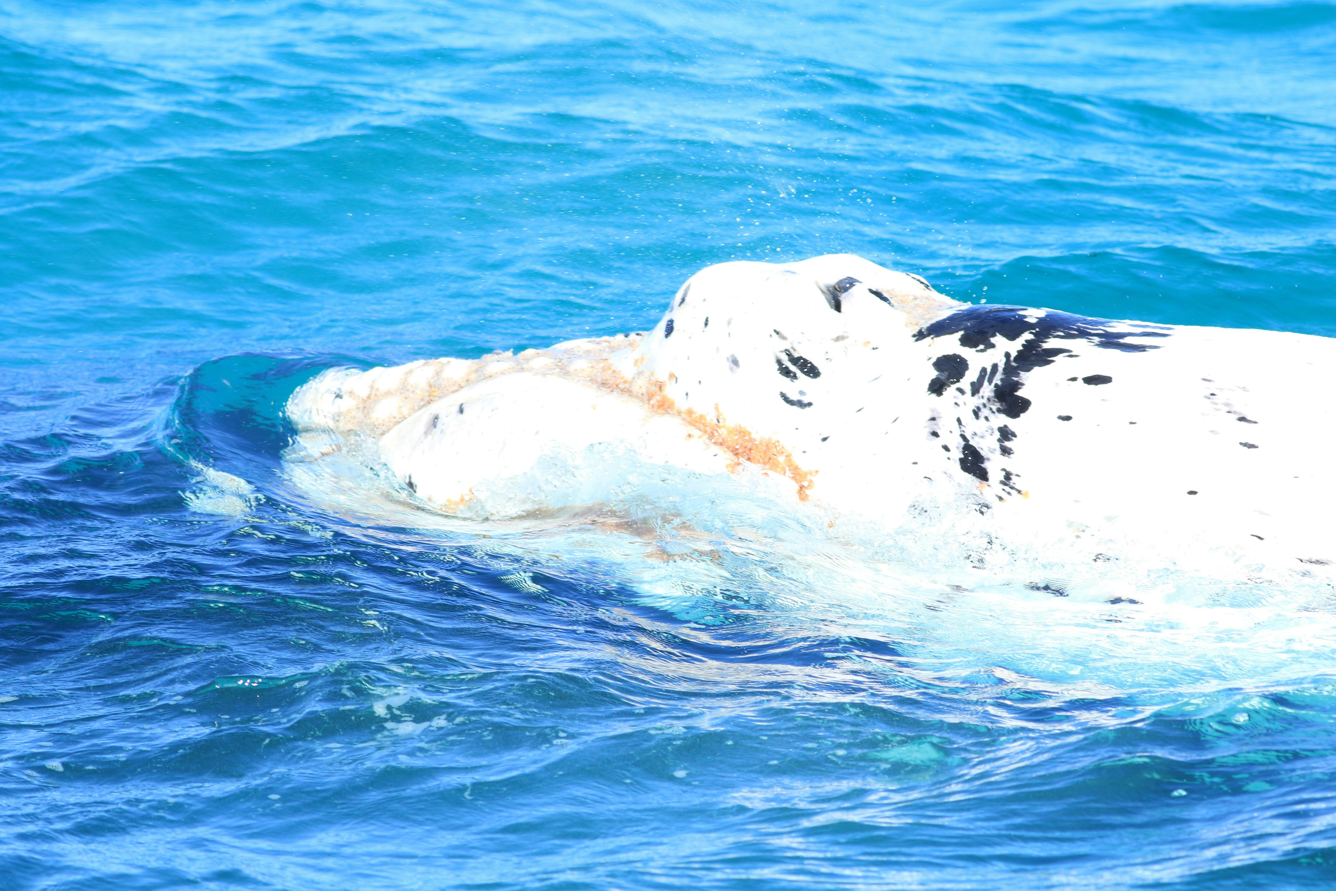 white calf