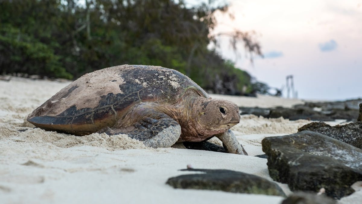 Green turtle nesting on Heron Island North Beach