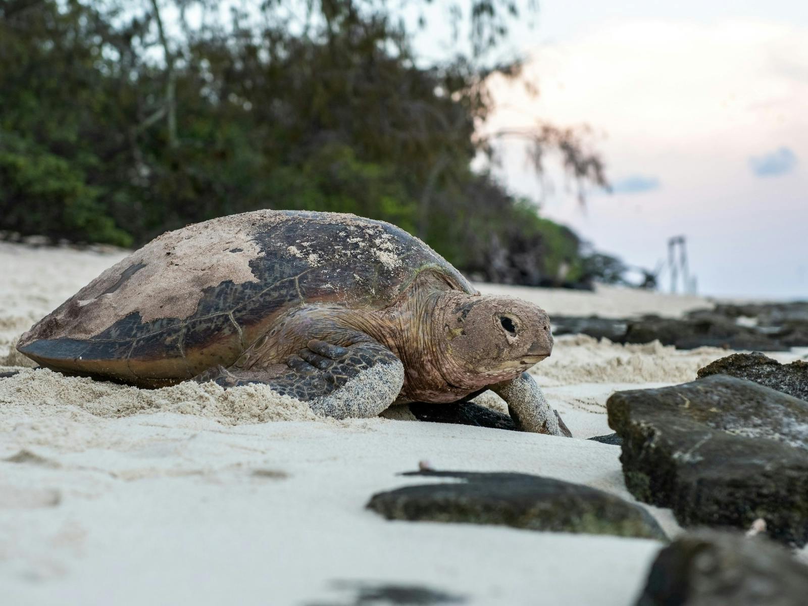 Green turtle nesting on Heron Island North Beach Green turtle nesting on Heron Island North Beach