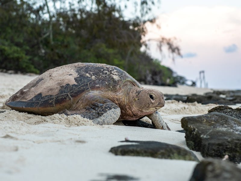 Green turtle nesting on Heron Island North Beach