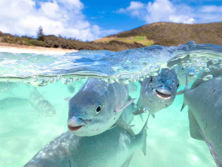 Friendly fish in waters off Neds Beach, Lord Howe Island