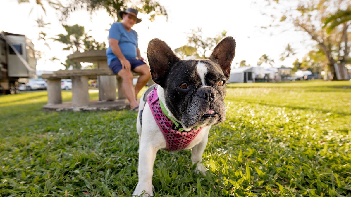 Cute french bulldog looks into the camera with his owner looking on in the background.