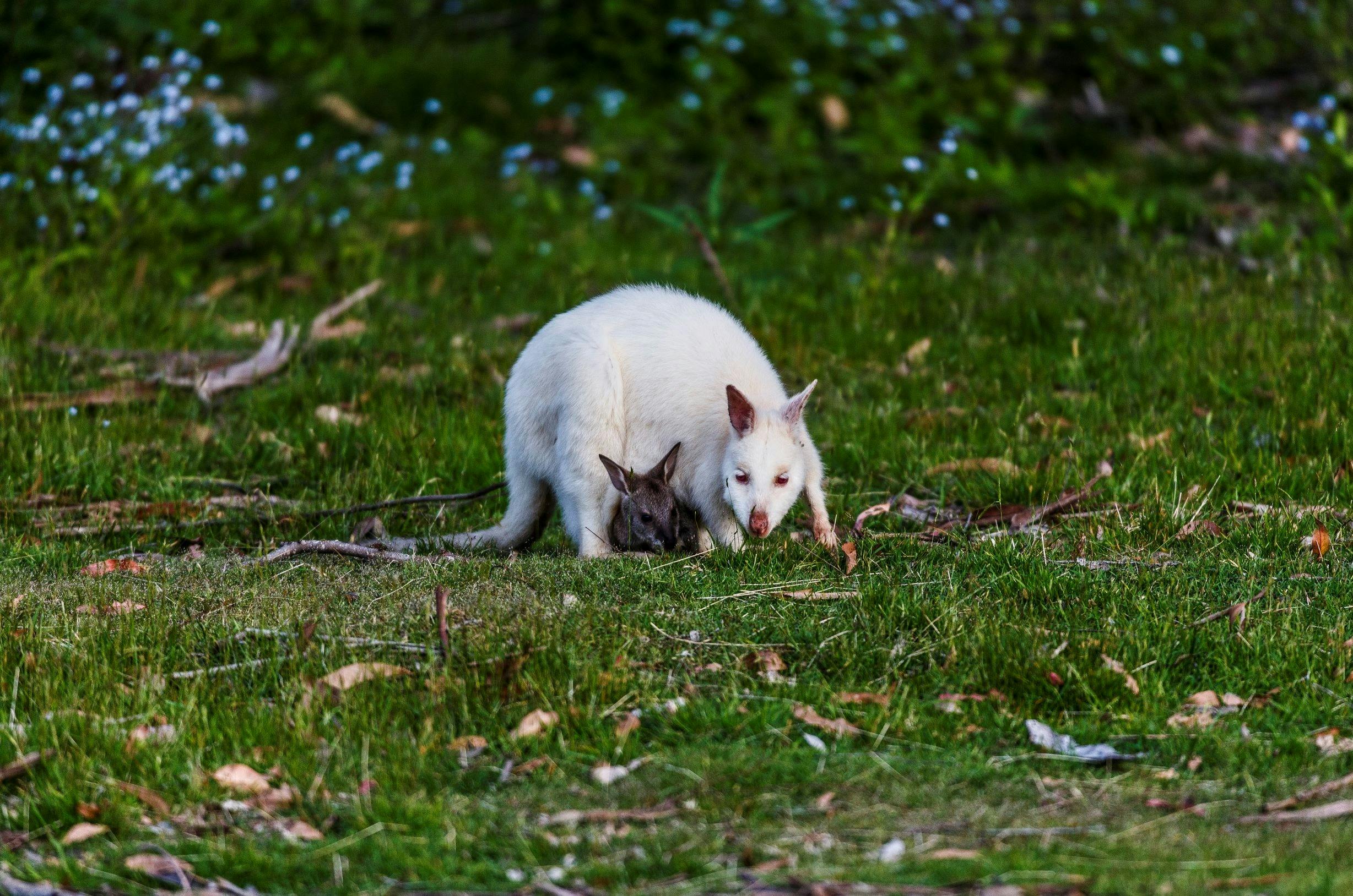 White wallaby