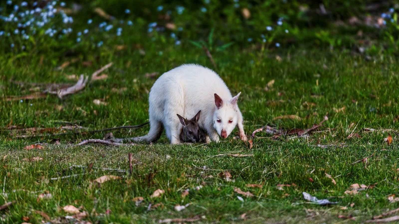 White wallaby