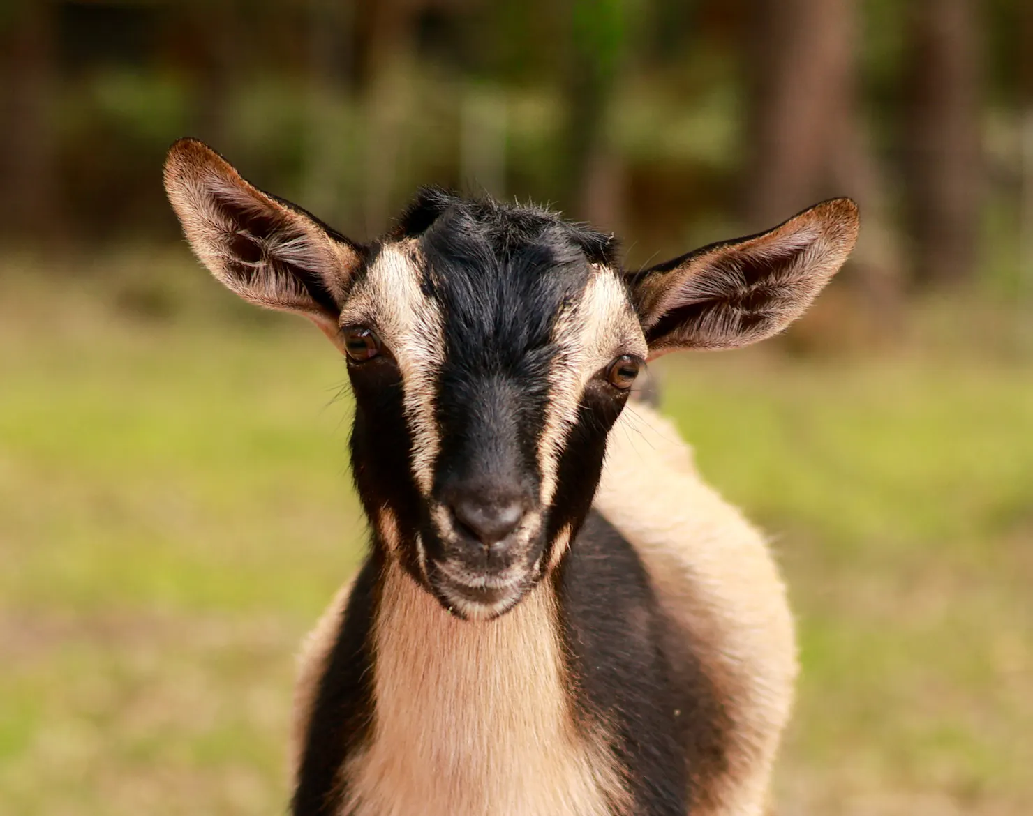 Teddy is a beautiful goat with his brown and black colouring