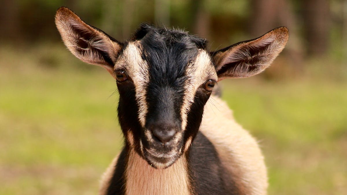Teddy is a beautiful goat with his brown and black colouring