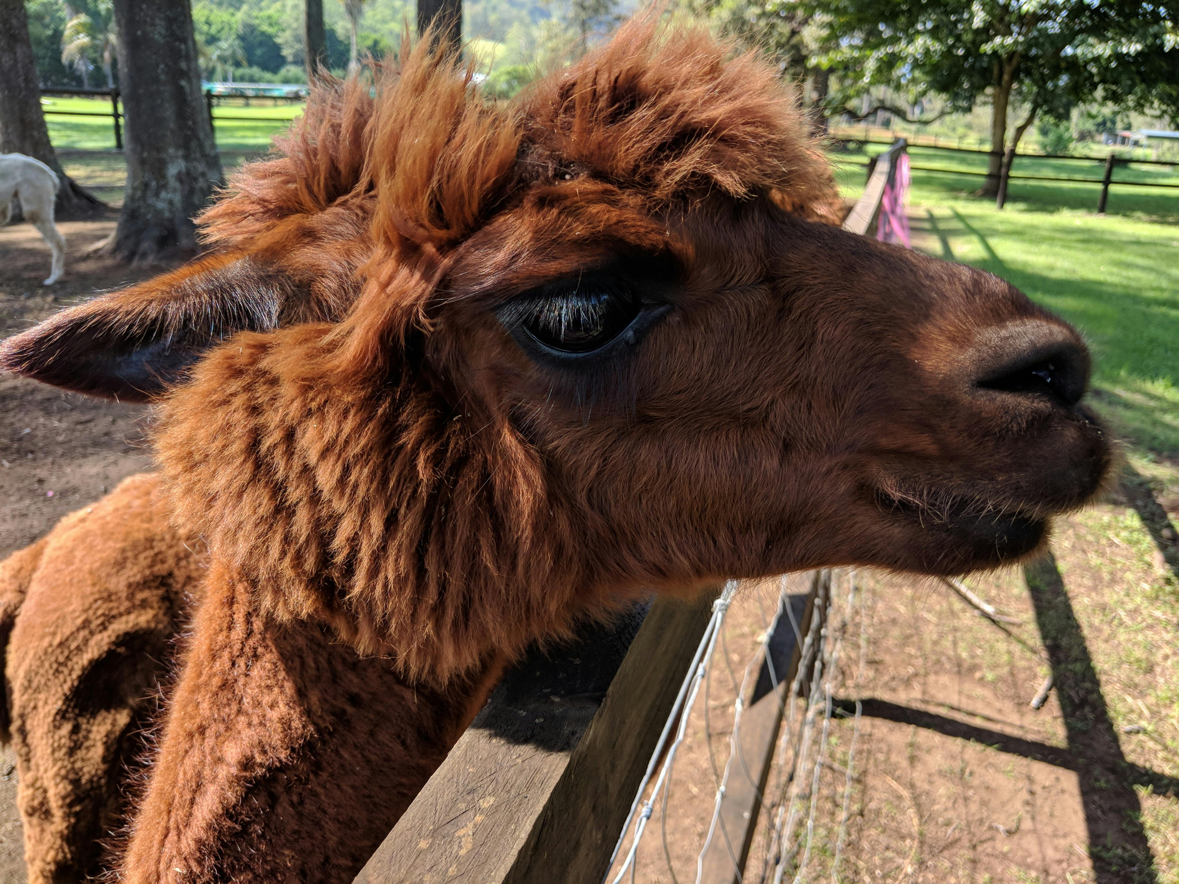 Alpaca Experience at Hot Air Breakfast