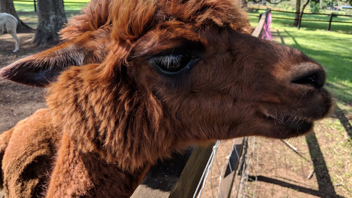 Alpaca Experience at Hot Air Breakfast
