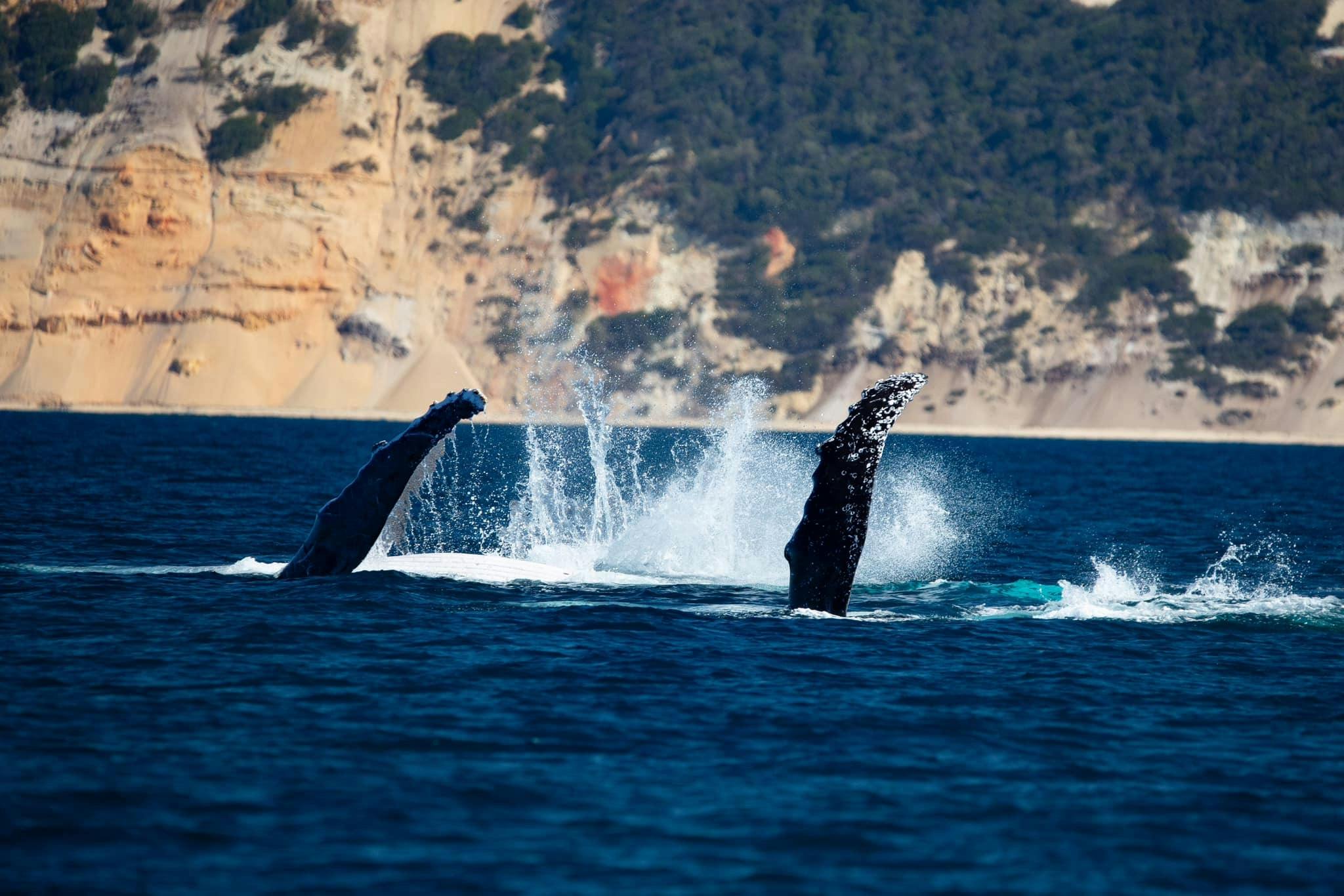Adventure Whale Watching Safari