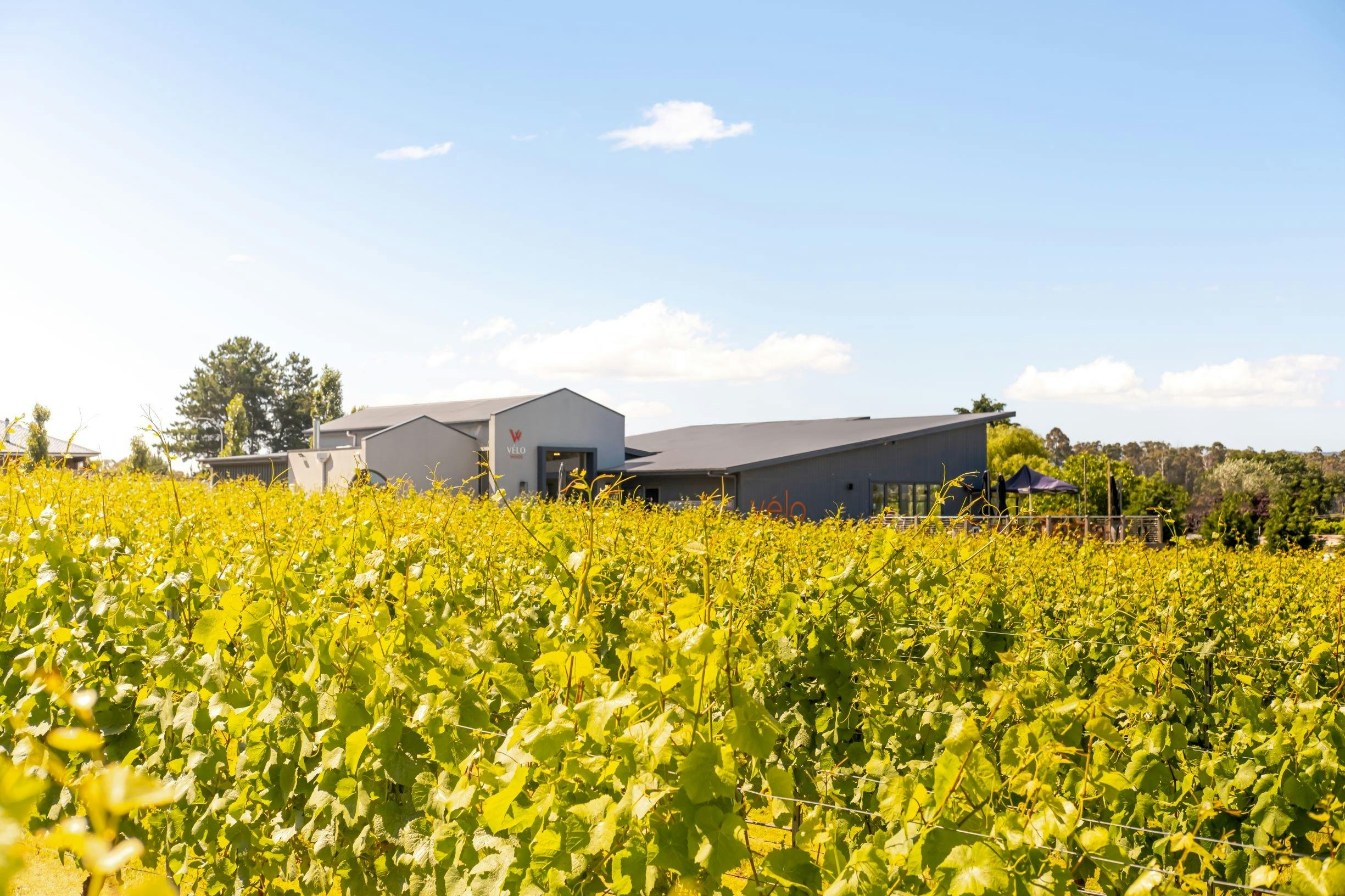 Velo Wines Cellar Door over the vines