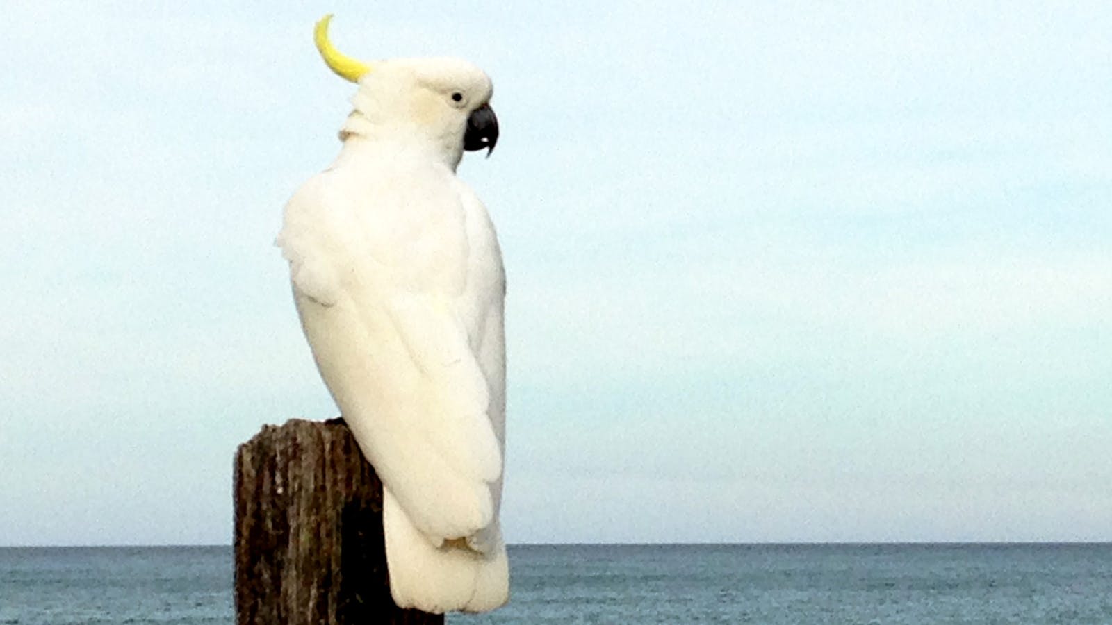Great Ocean Road Cockatoo