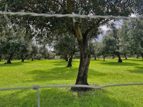 Olive Grove in Winter