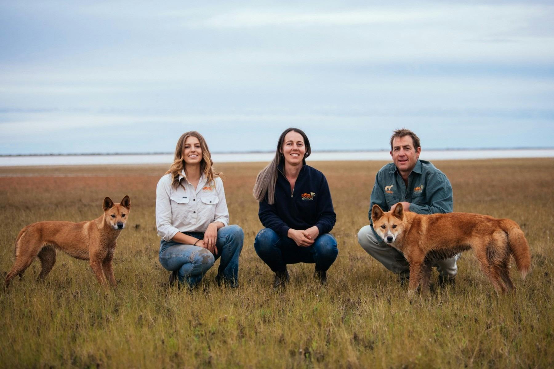 dingo tour